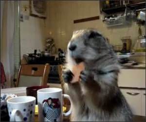 Cute Praire Dog Funny Video