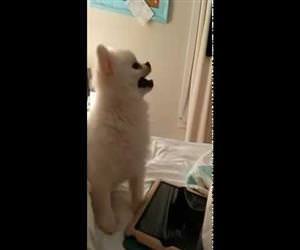 cutest puppy sneeze ever Funny Video