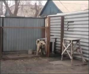 Dancing Russian Dog Funny Video