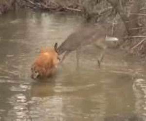 deer excited by dog Funny Video
