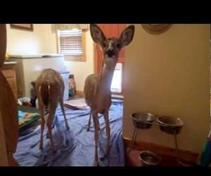 deer using the doggy door Funny Video