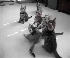 Dizzy Kittens Funny Video