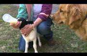 dog adopts a lamb Funny Video