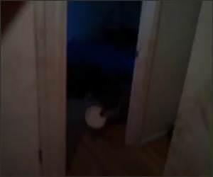 Dog Aims to Please Funny Video