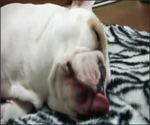 Dog food dreams Funny Video