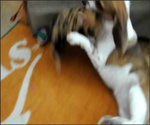 Dog and Pig Playing Video