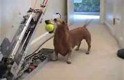 dog ball fetch machine Funny Video