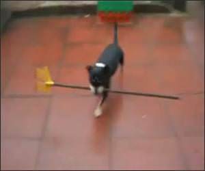 Dog Cant get in Video