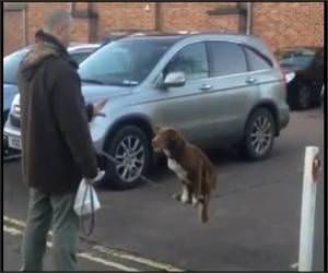 Dog Chain Surfing Funny Video