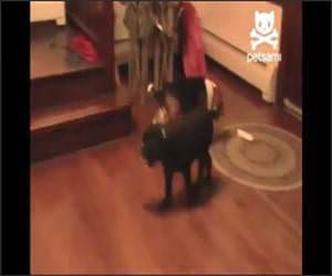 Smart Dog Gets his Toy