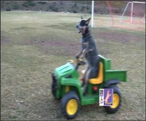 Dog Driving Cart Funny Video