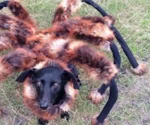 dog dressed like spider prank Funny Video