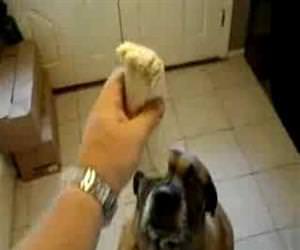 dog eating a bean burrito Funny Video