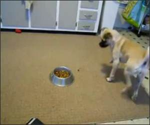 Dog Eats funny Funny Video