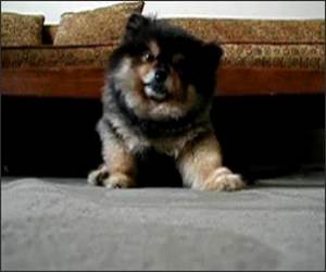 Dog Falling Asleep Funny Video