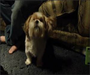 Gangnam Style Dog Funny Video