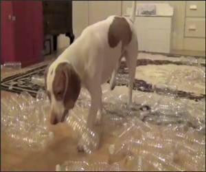 210 Bottles Funny Video