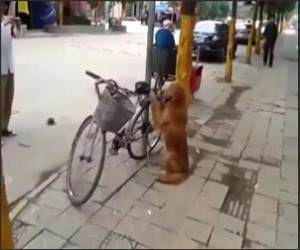 Dog Guards owners bike Funny Video