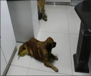 Dog Guards Water Bowl
