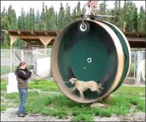 Dog Hampster Wheel Funny Video