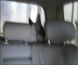Dog Vs Carwash Funny Video