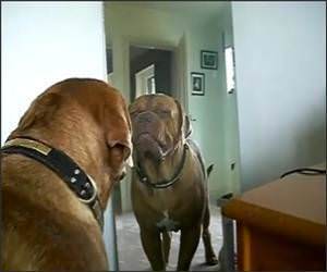 Dog hates Mirror Image Video