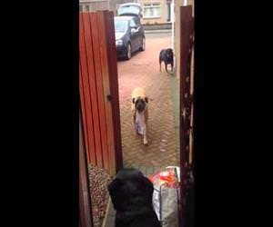 dog helping with the groceries Funny Video