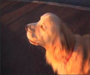 Dog imitates sirens Video