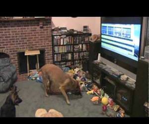 dog is excited to watch disney bolt Funny Video