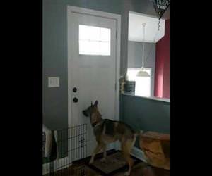 dog jumping for joy when his owner gets home Funny Video