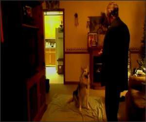 Dog knows Sign Language Video