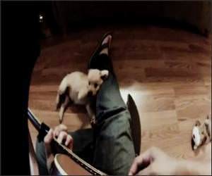Dog Guitar Funny Video