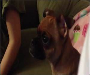 Dog Loves Lion King Funny Video