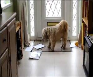 Dog Loves Mail Time Video