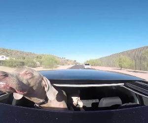 dog loves the sunroof Funny Video