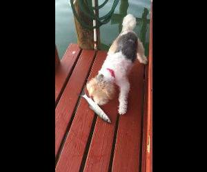 Dog meets fish Funny Video