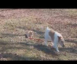 dog on a tight leash Funny Video