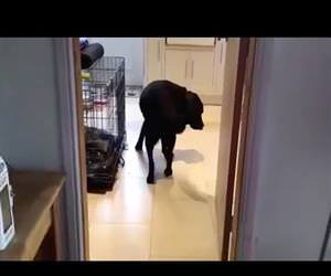 dog only walks backwards through doors Funny Video