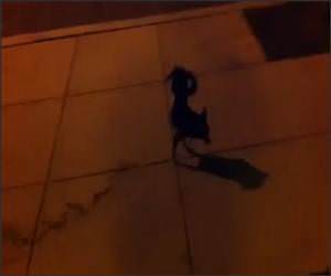 Dog Pees Funny Video