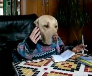 Dog making phone call Funny Video