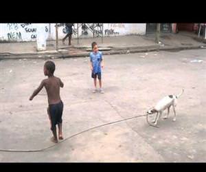 dog playing jump rope Funny Video