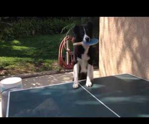 dog playing ping pong Funny Video