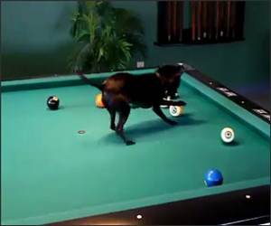 Dog Playing Pool Funny Video