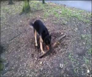 Dog Really Wants the Root Video