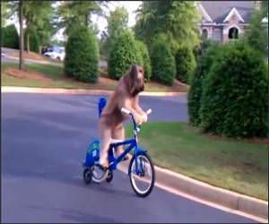 Dog Riding a Bike Video