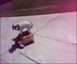 Dog Riding a Turtle Funny Video