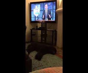 dog runs to bed when tv turns off Funny Video