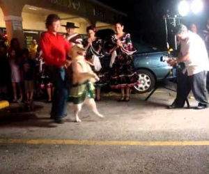 dog salsa dancing Funny Video