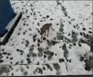 Dog Scared of Snow Funny Video