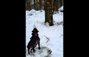 dog screams at tree branch Funny Video